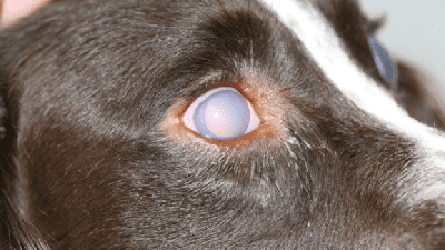 Glaucoma Fact sheet image of dog with glaucoma