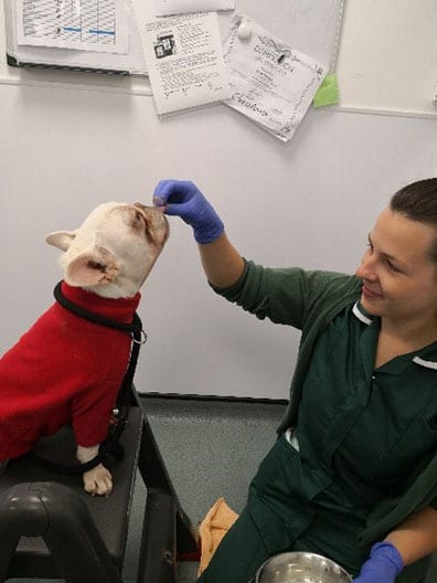Davies Veterinary Specialists Nursing Team teach Chubby to eat after megaoesophagus