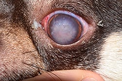 Davies Veterinary Specialists Ophthalmology Case Study Pepe 4 week check