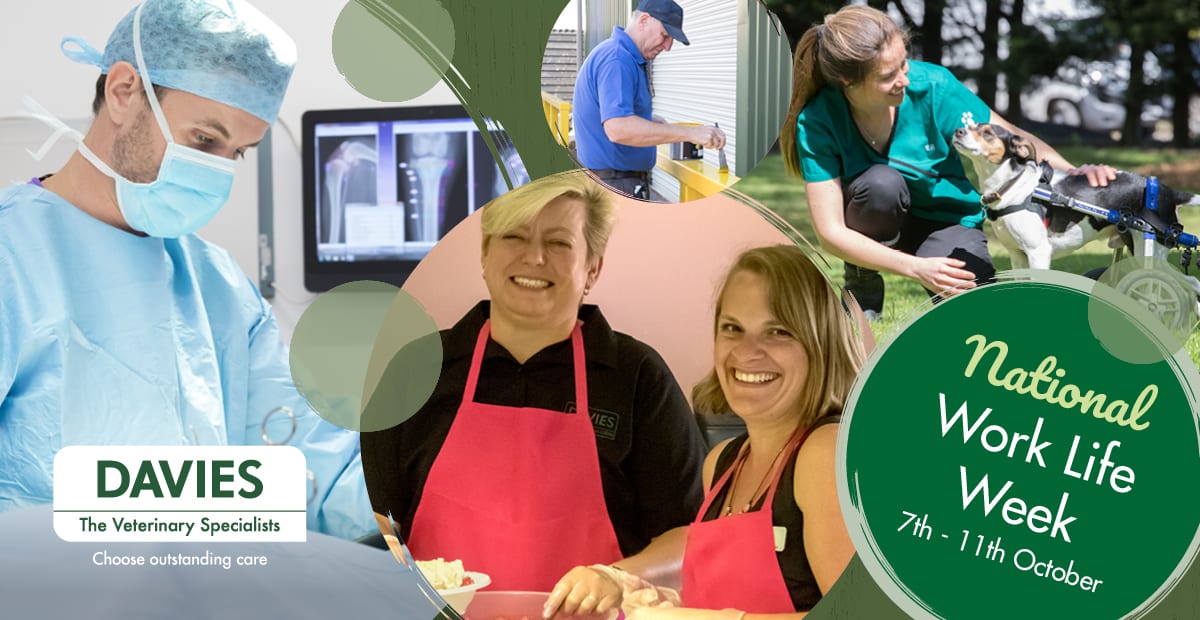 Davies Veterinary Specialists are celebrating Work Life Week 2019