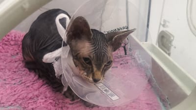 Keril the Sphynx cat referred to veterinary internal medicine team