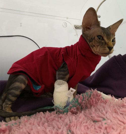 Keril the sphynx cat treated for hydronephrosis