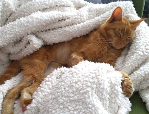 Tibbs the cat recovering from surgery to correct ectopic ureter